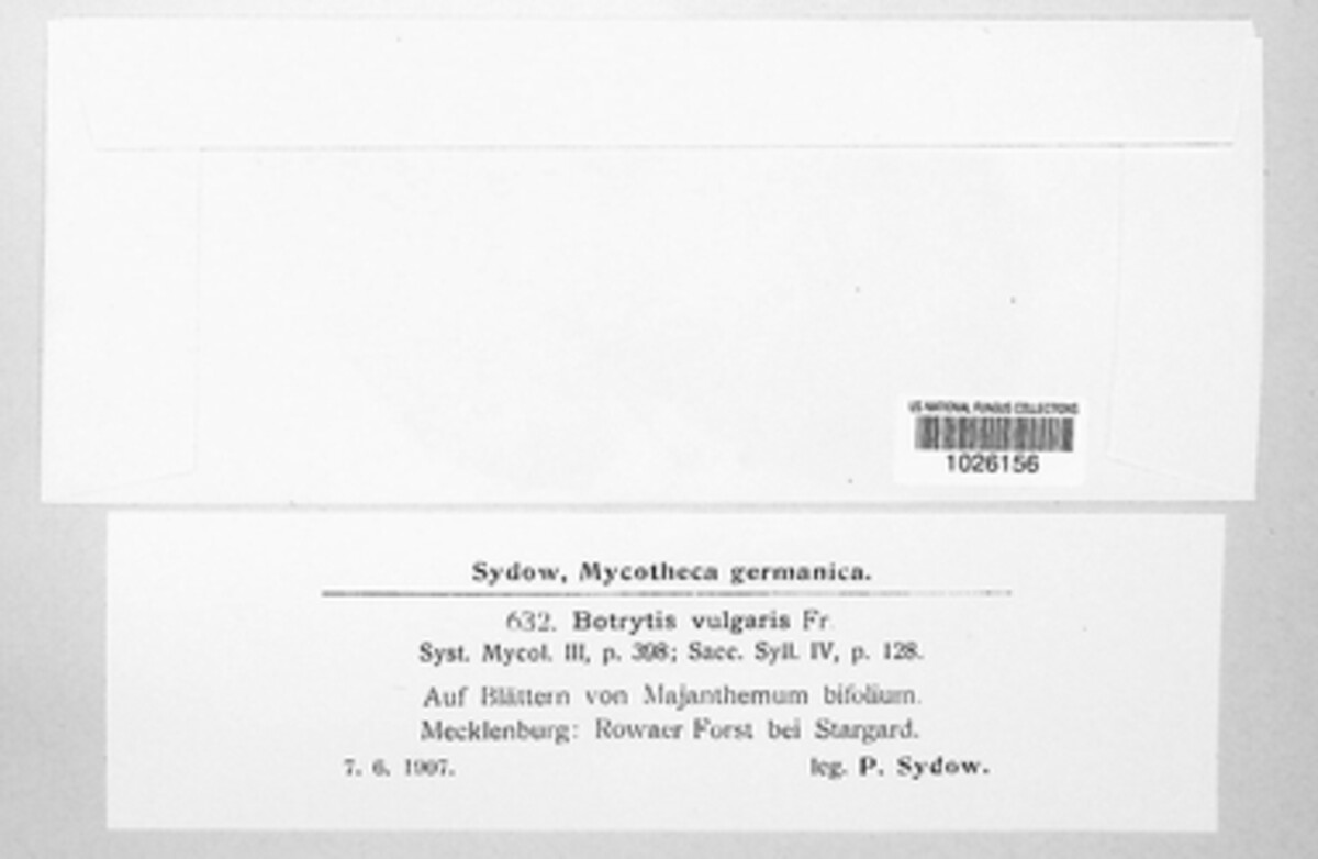 Botrytis cinerea image